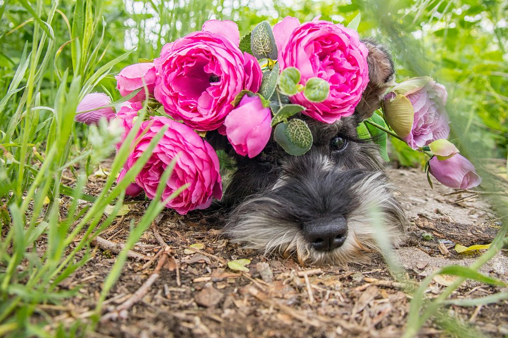 Айва в стиле "Фрида Кало"