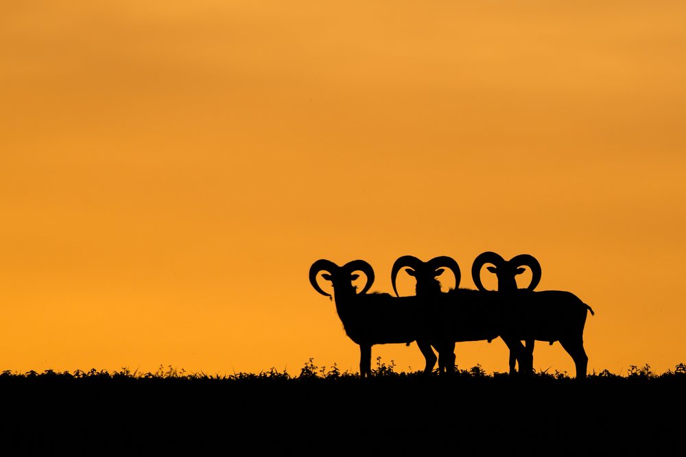 Photograph by Zsolt Horváth