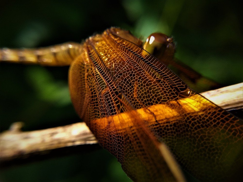 Orange Dragonfly