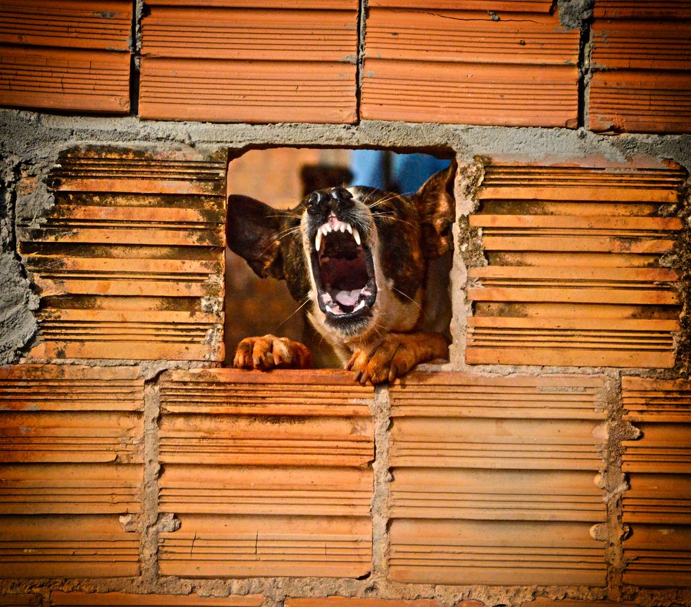 Photograph by Régis Santos