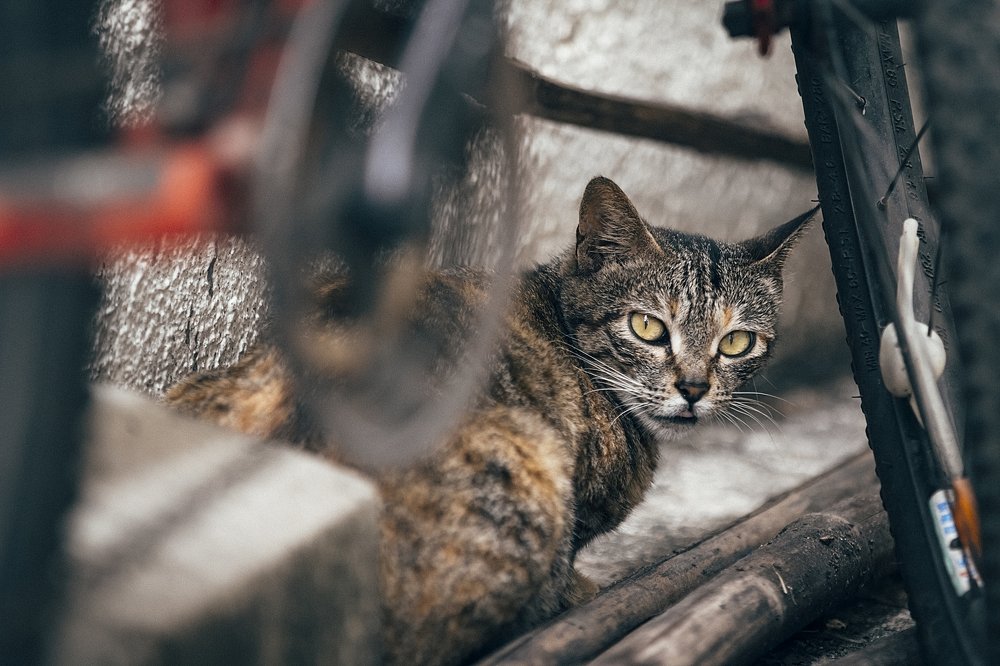 Photograph by Виталий Мытник