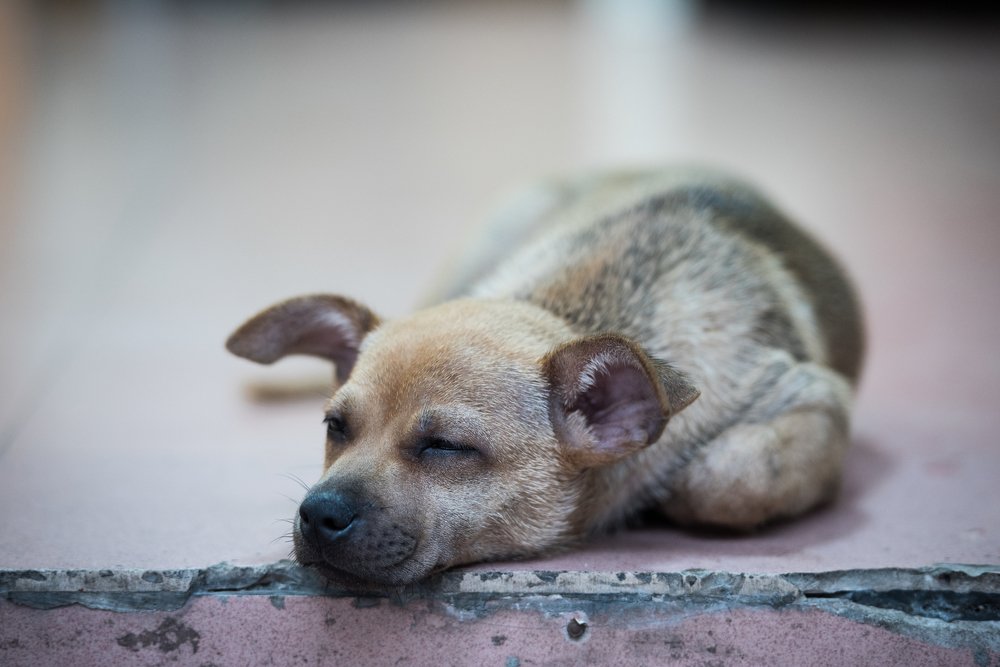 Photograph by Виталий Мытник