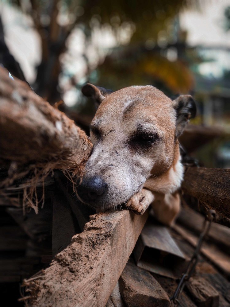 Photograph by Harisankar B