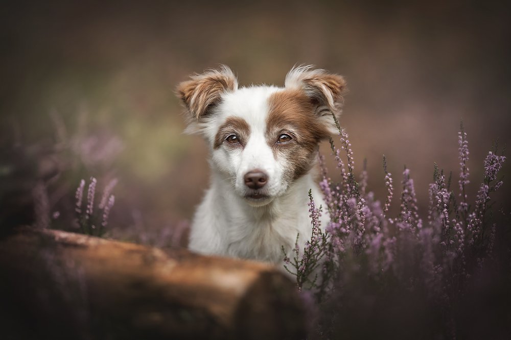 Photograph by Людмила Богуш