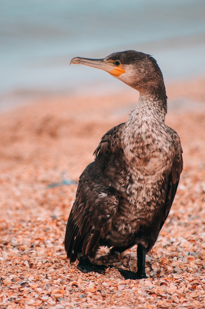 Photograph by Алена