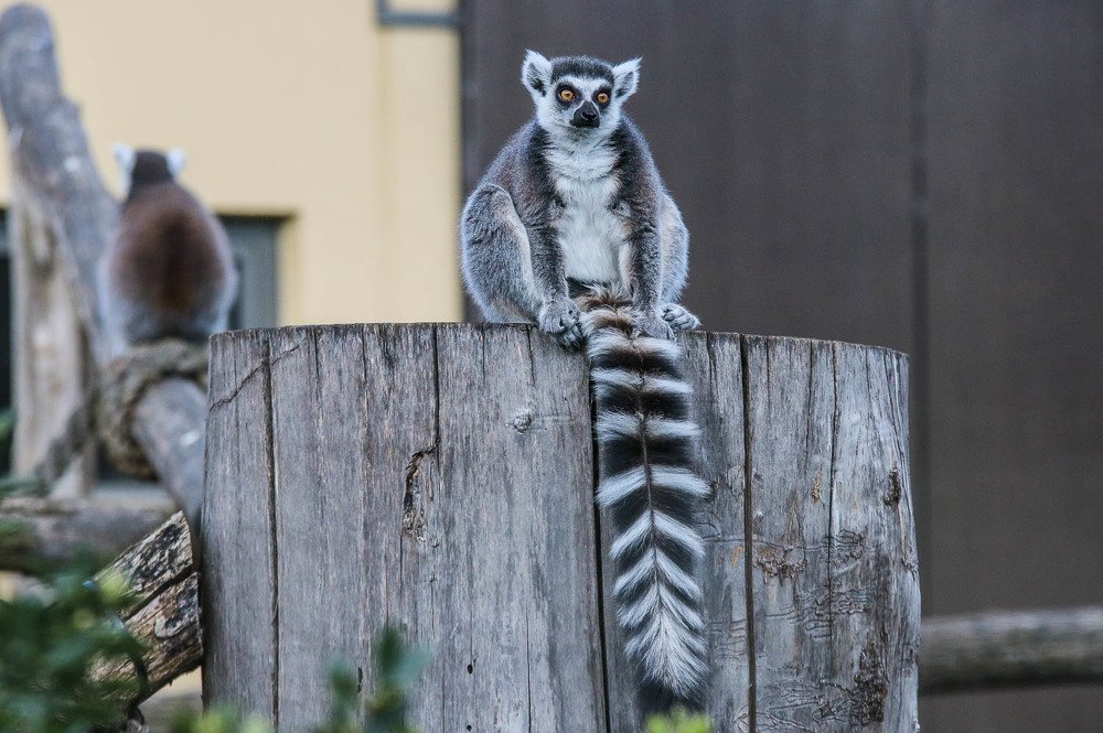 Фотография автора Suzana Svecnjak