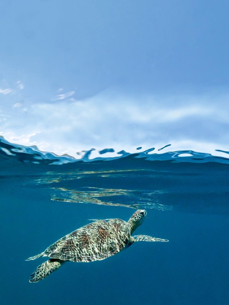 Photograph by Serge Melesan