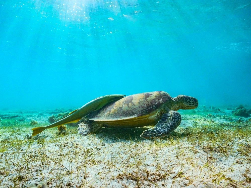 Photograph by Serge Melesan