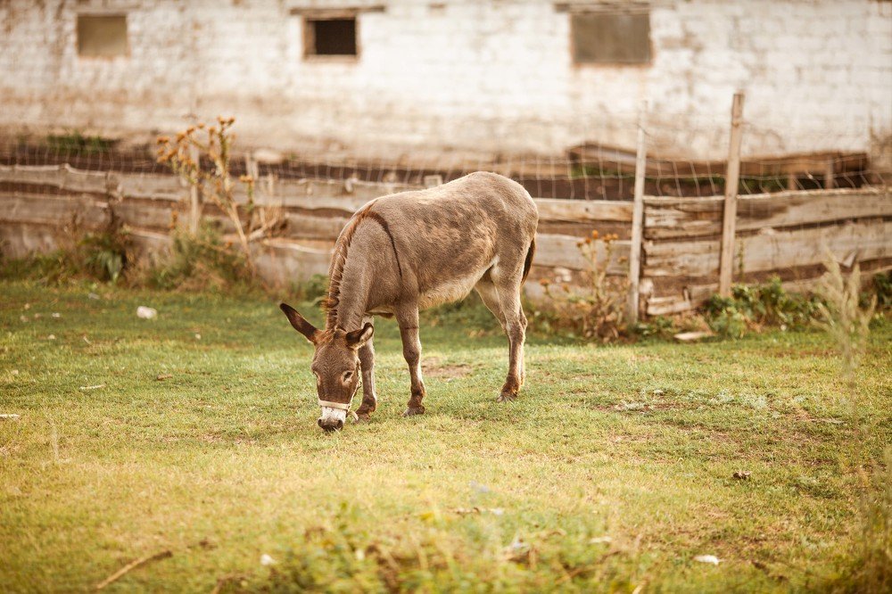 Photograph by Марина Комина