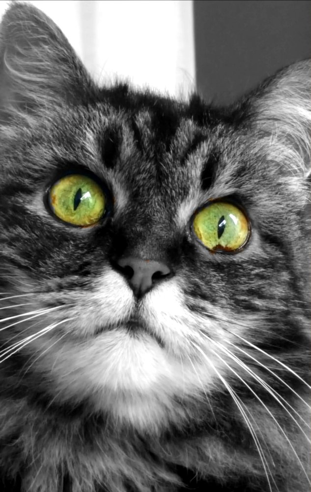 Фотография автора Rasa Zdaniene