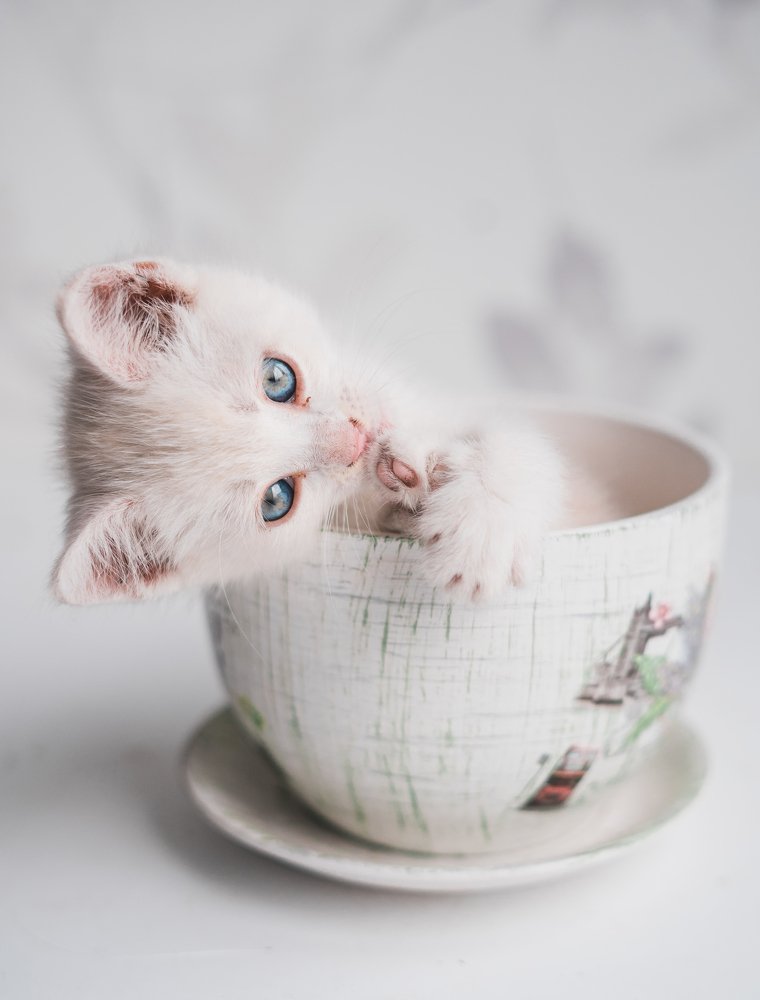 Фотография автора Дарья Воронина