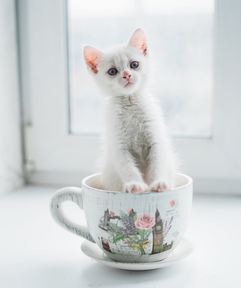 Фотография автора Дарья Воронина