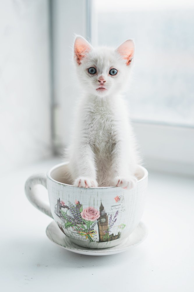 Фотография автора Дарья Воронина