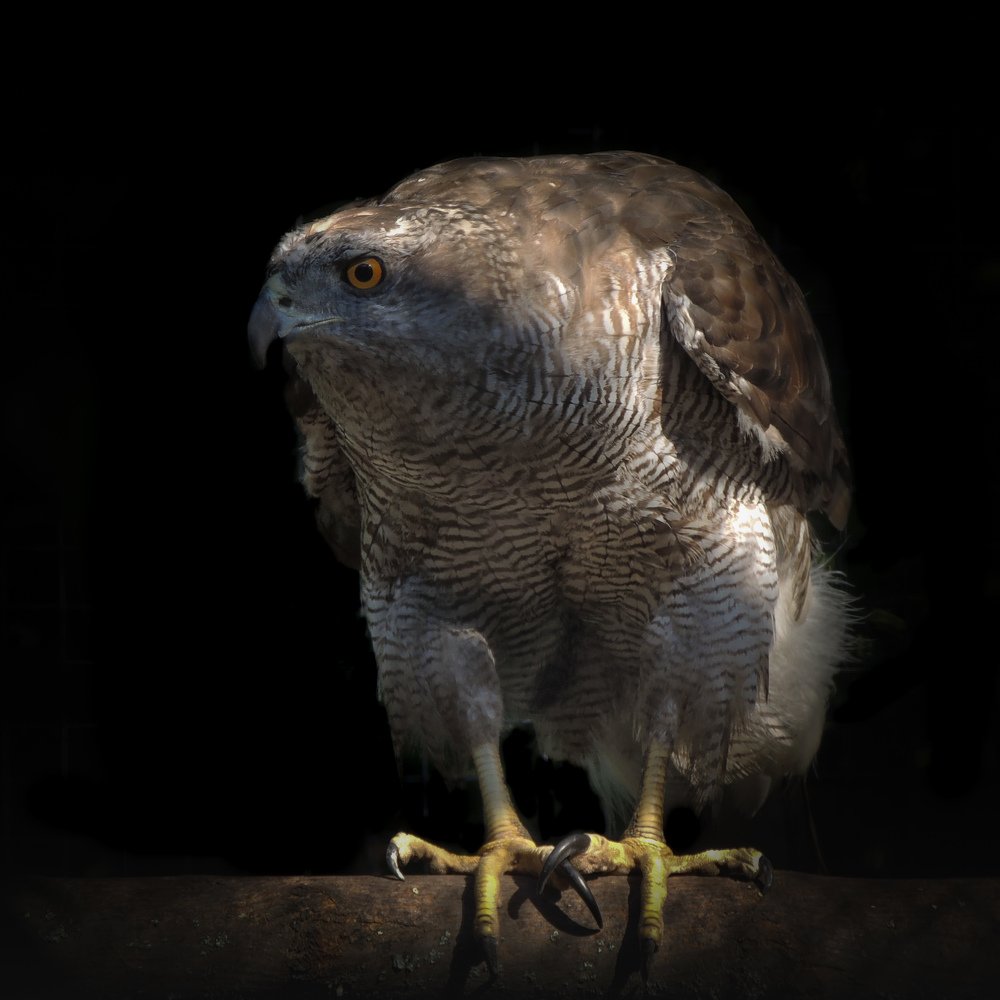 Photograph by Галина Суровицкая