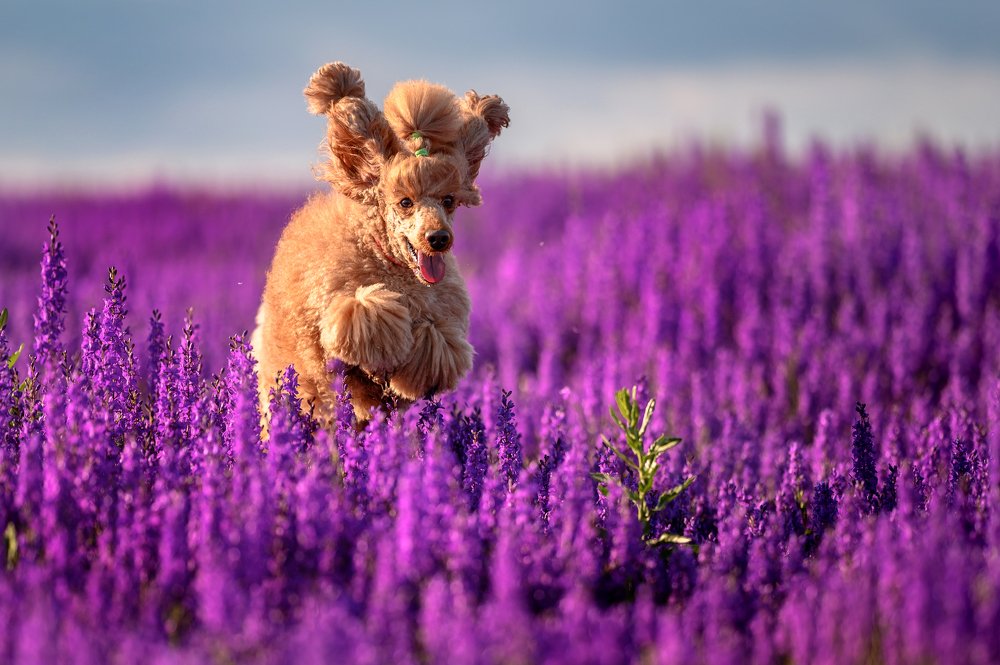 Photograph by Юрий Бершадский