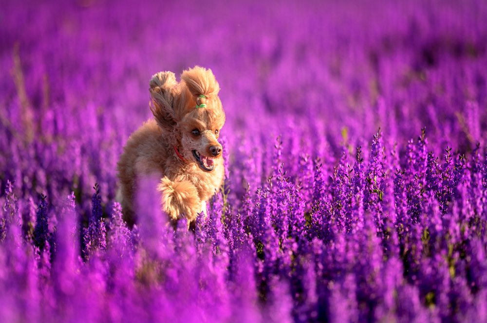 Photograph by Юрий Бершадский