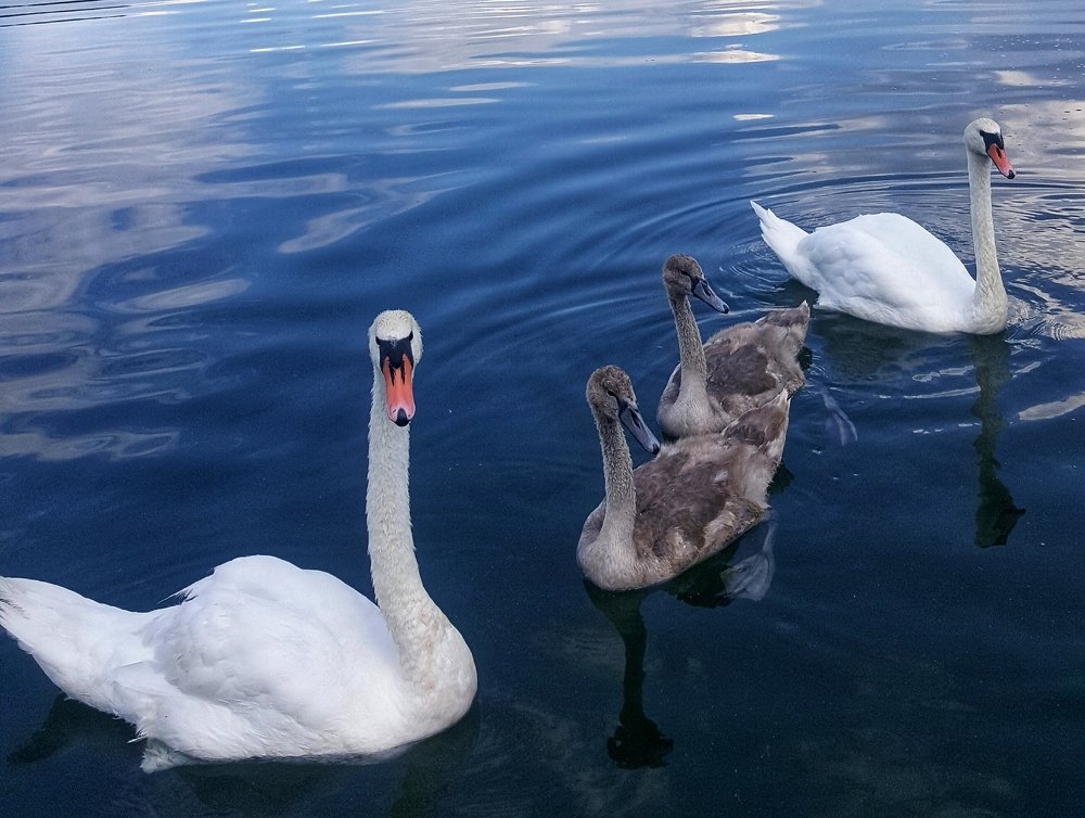 Фотография автора Rasa Zdaniene