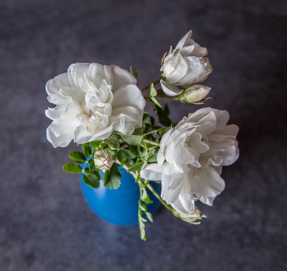 Белый шиповник страсти виновник