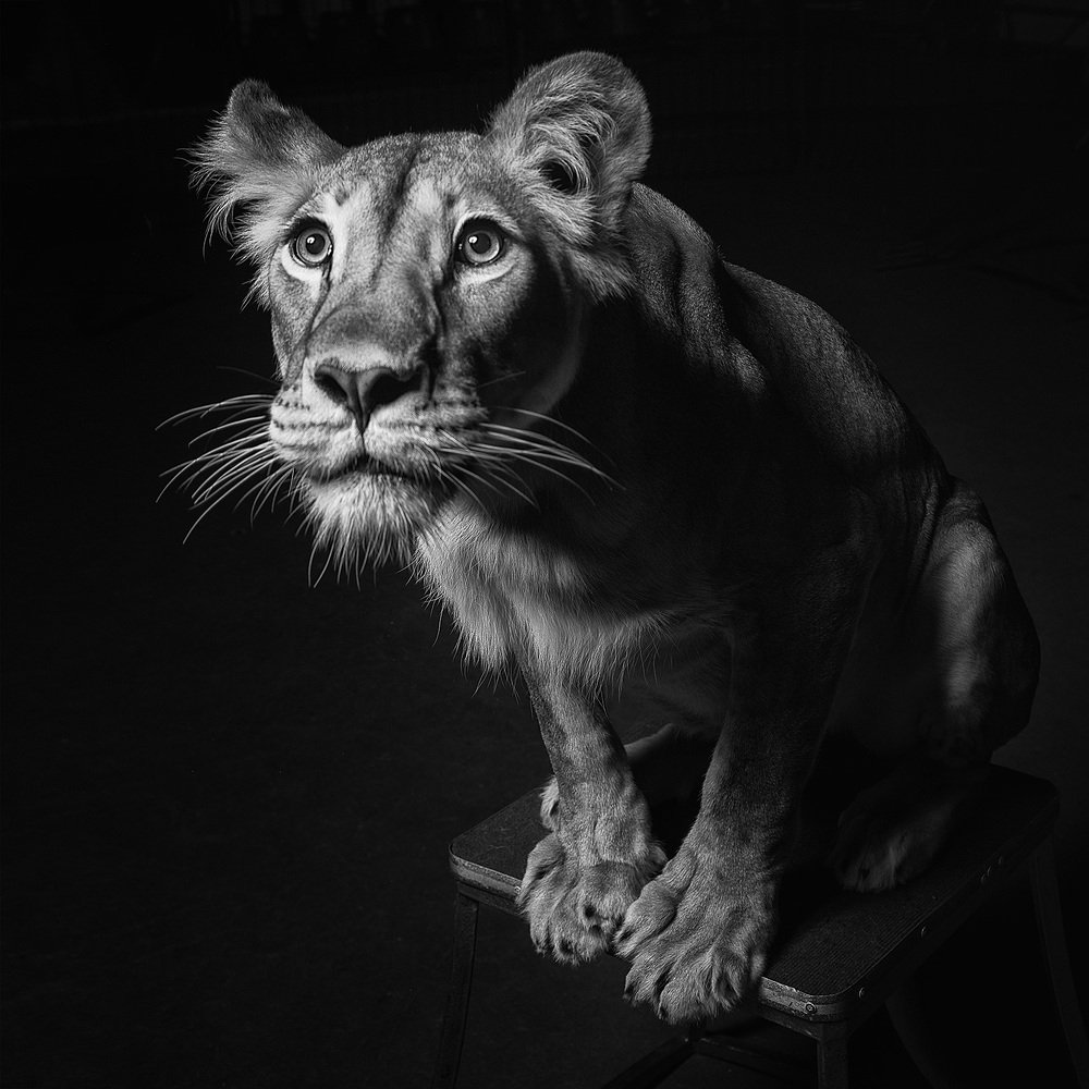 Взгляд Лили