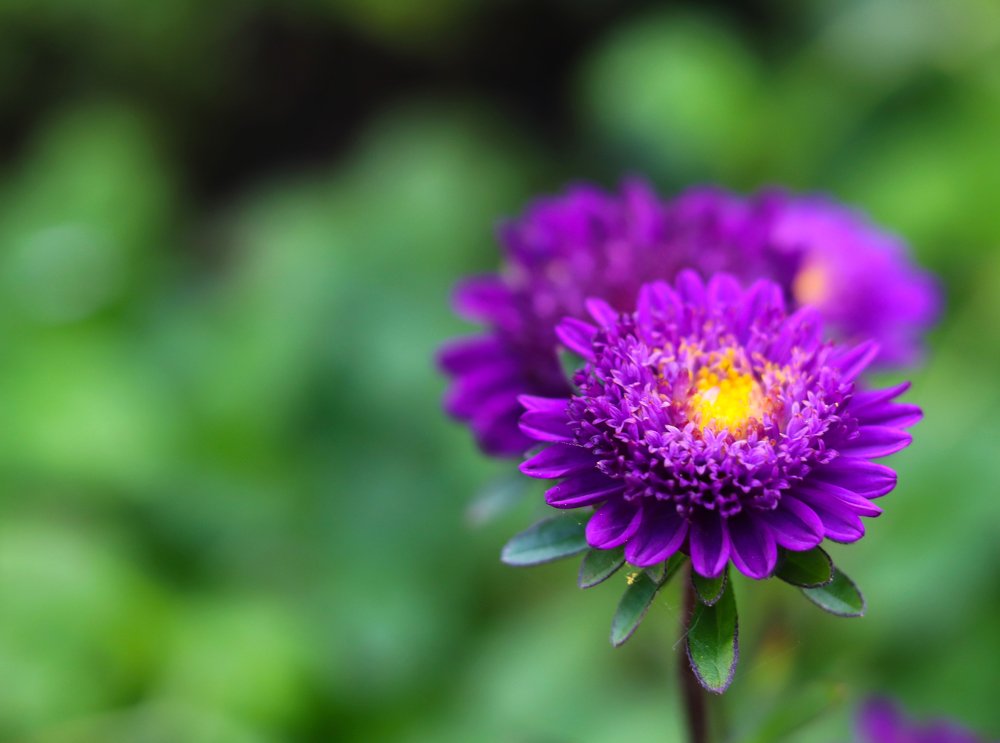 Photograph by Tatyana Semenova