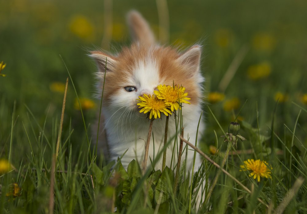 Photograph by Наталья Викарчук