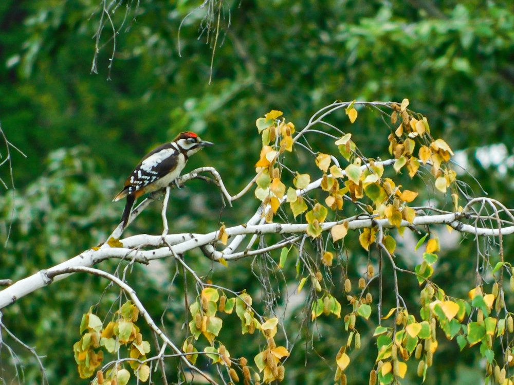 Photograph by Юлия Закопайло