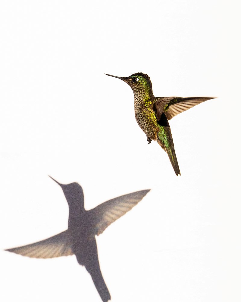 Photograph by Antonio Avila