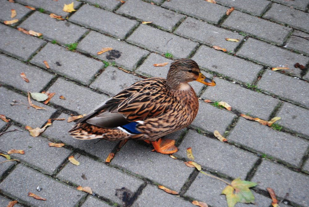 Фотография автора Rasa Zdaniene