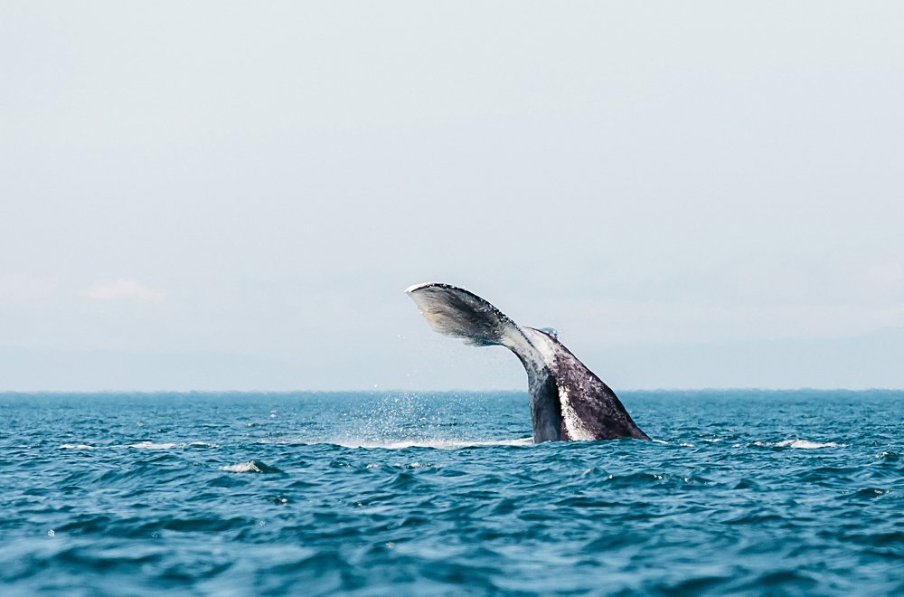 Фотография автора Евгения Кирпиченкова (Клипп)