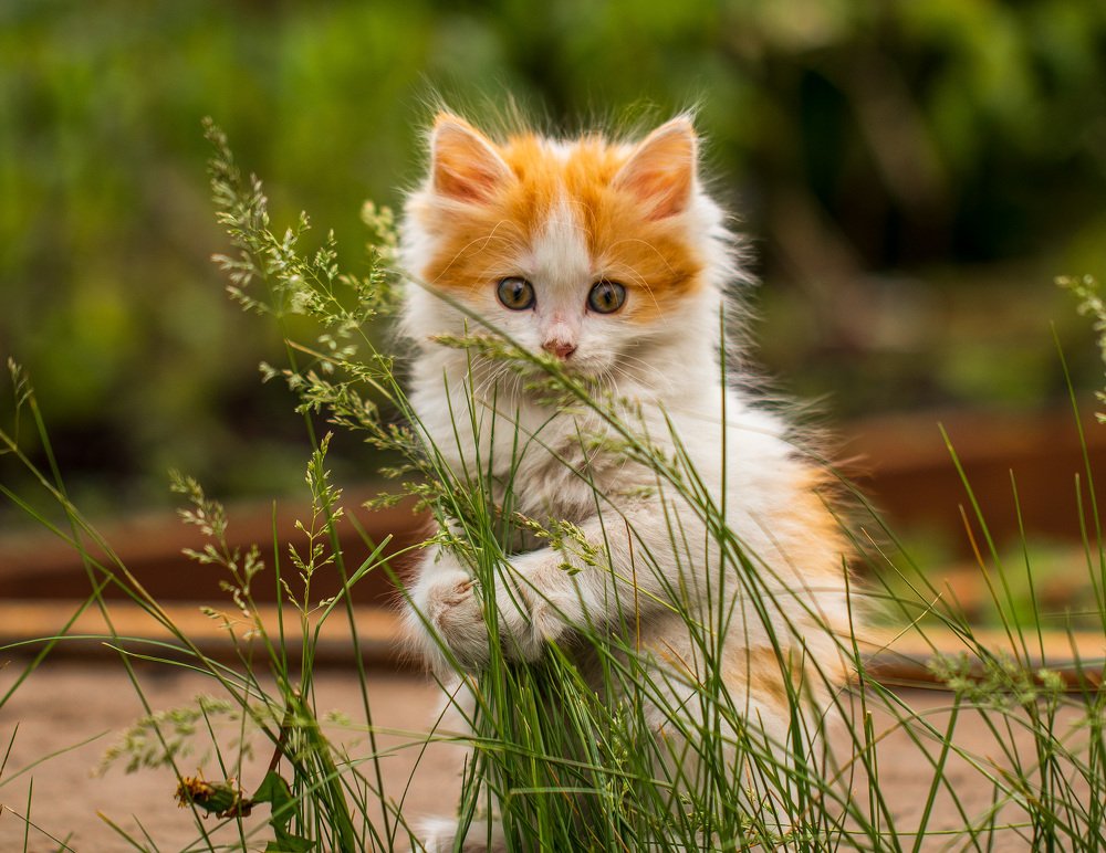 Я Вас люблю! Я Вам дарю!