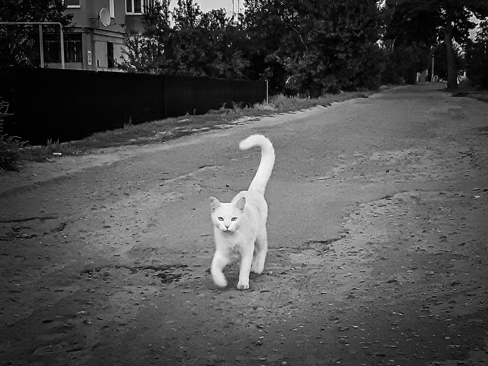 Photograph by Юлия Закопайло