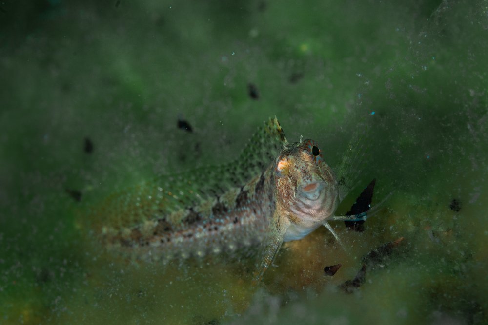 Фотография автора Евгения Кирпиченкова (Клипп)