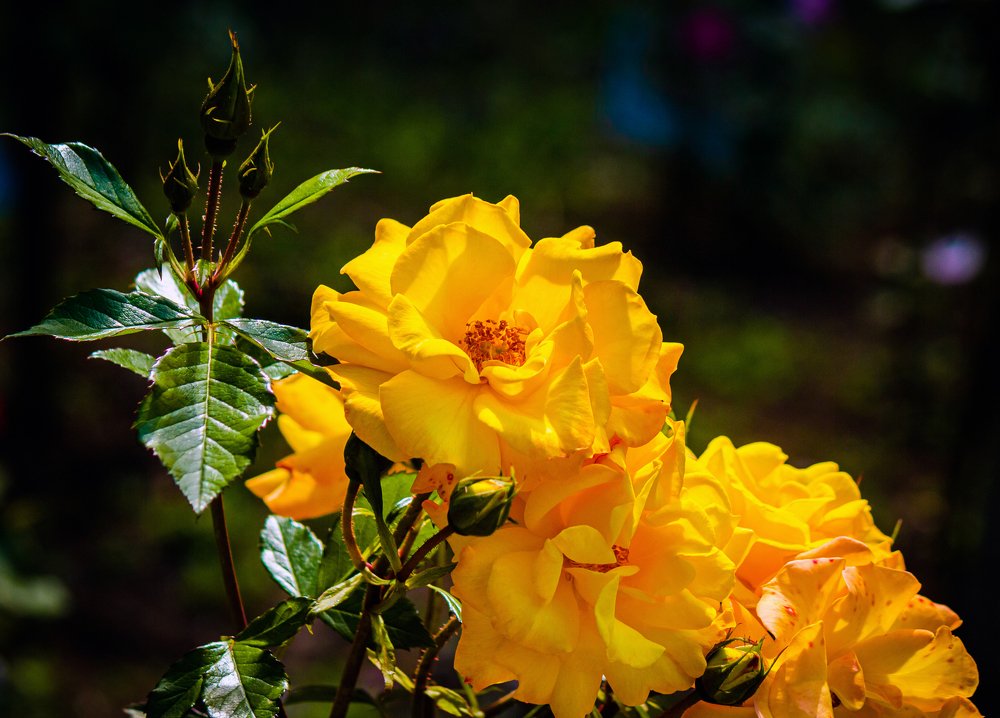 Photograph by Александр Антонов