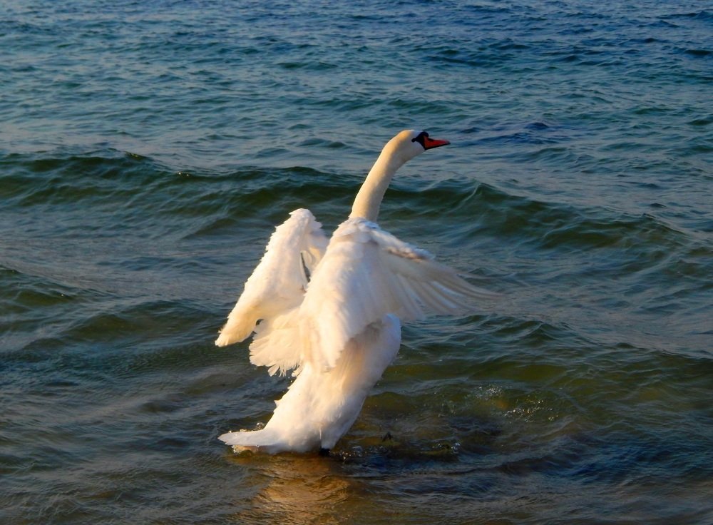 Ах, белый лебедь...