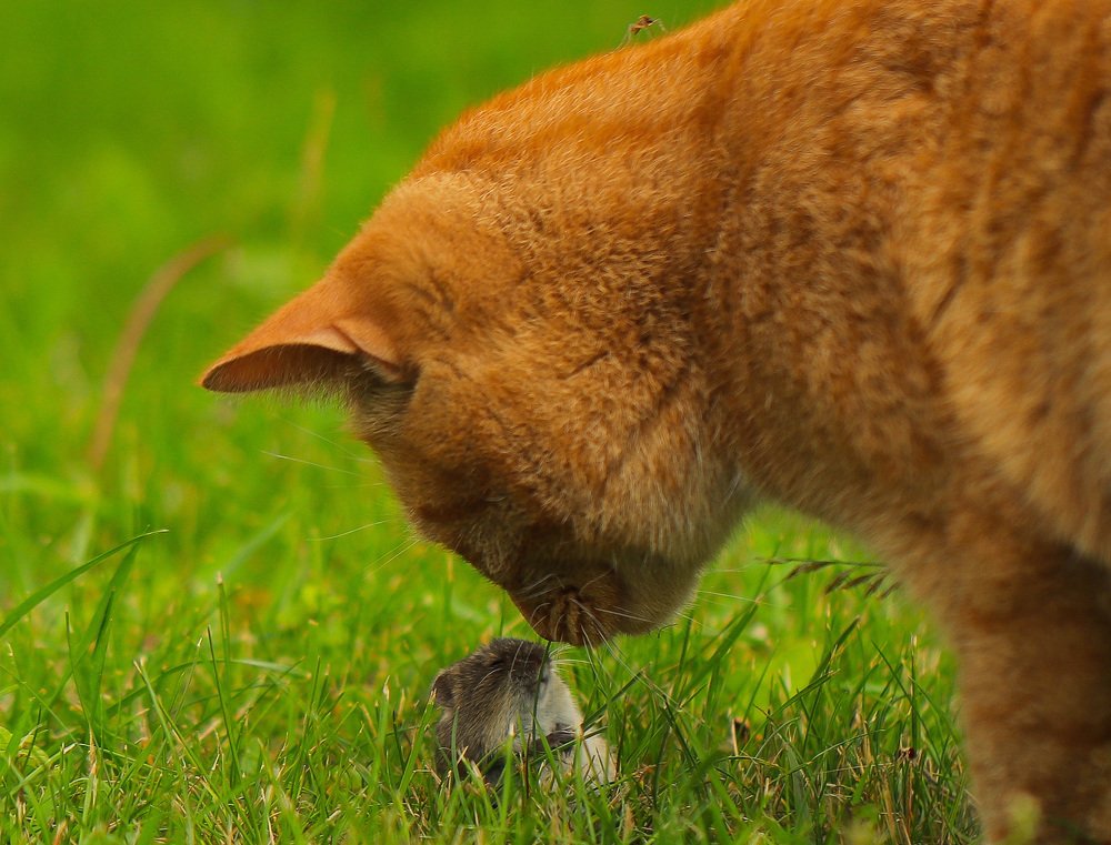 Photograph by Наталья Викарчук