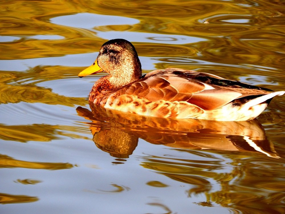Золотая уточка