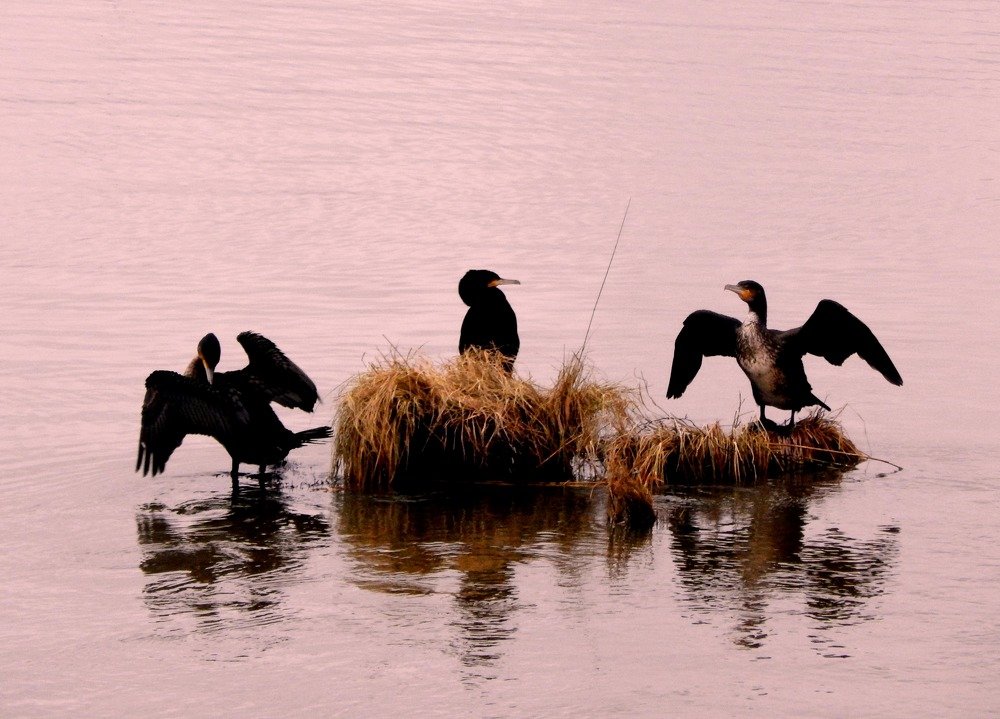 Птичий вальс