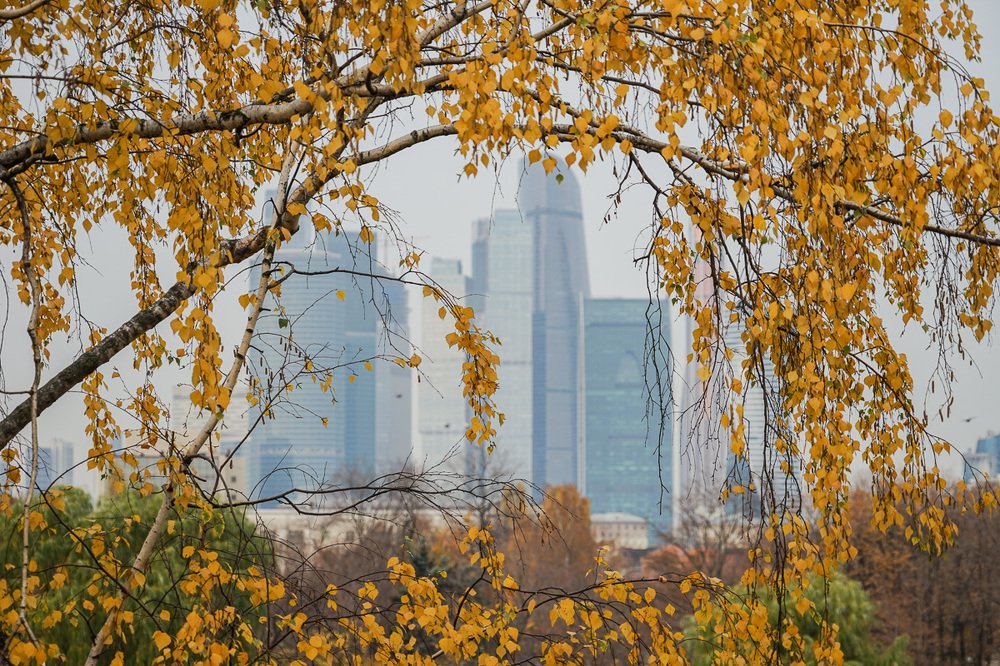 Золотое обрамление осени