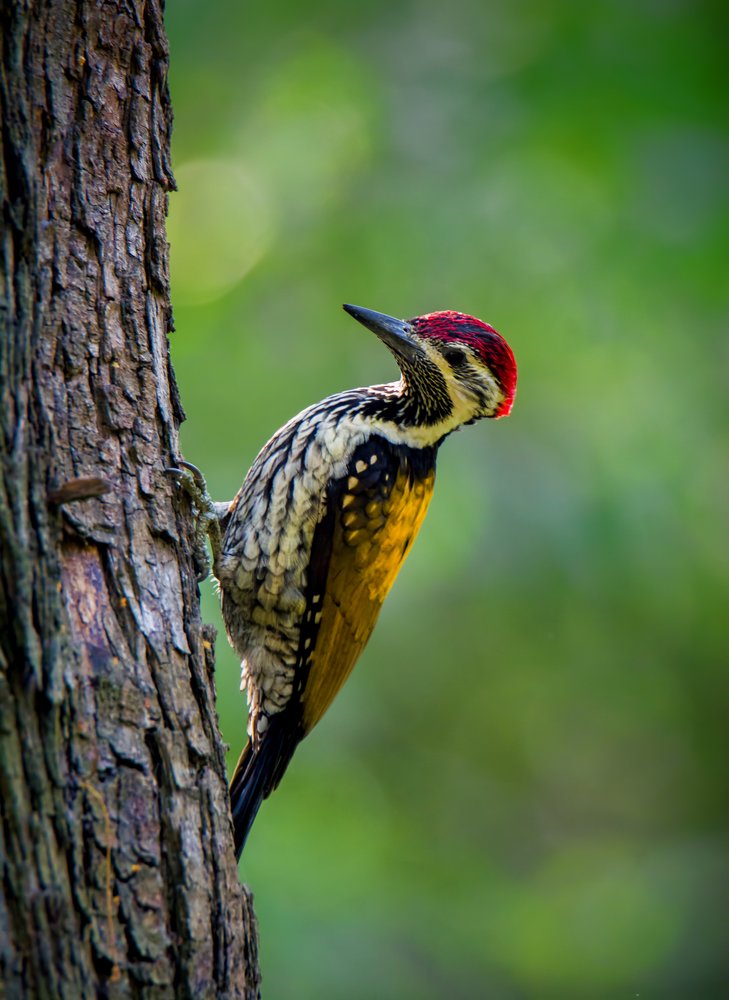 Photograph by Zayed Sanim