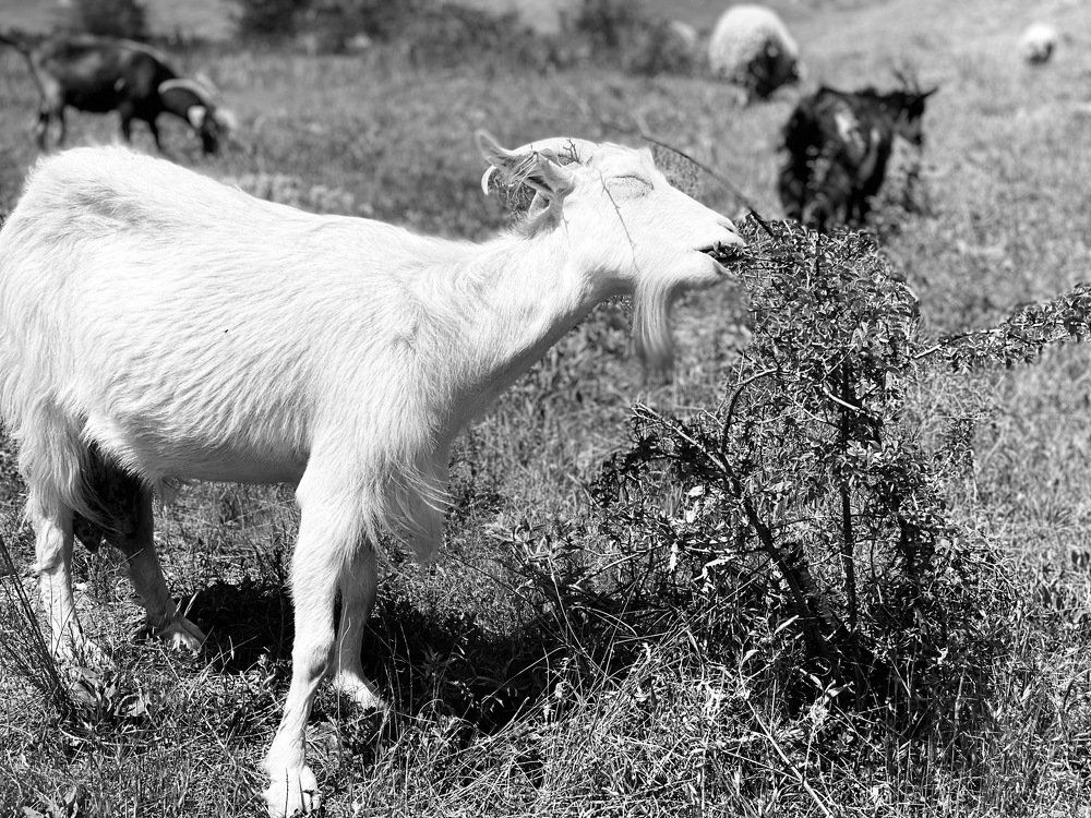 Photograph by Ольга Петухова