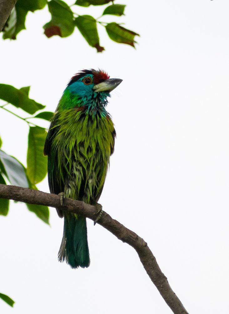 Blue-throated barbet