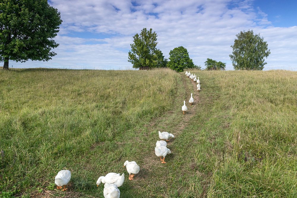 Photograph by Владислав Никишин