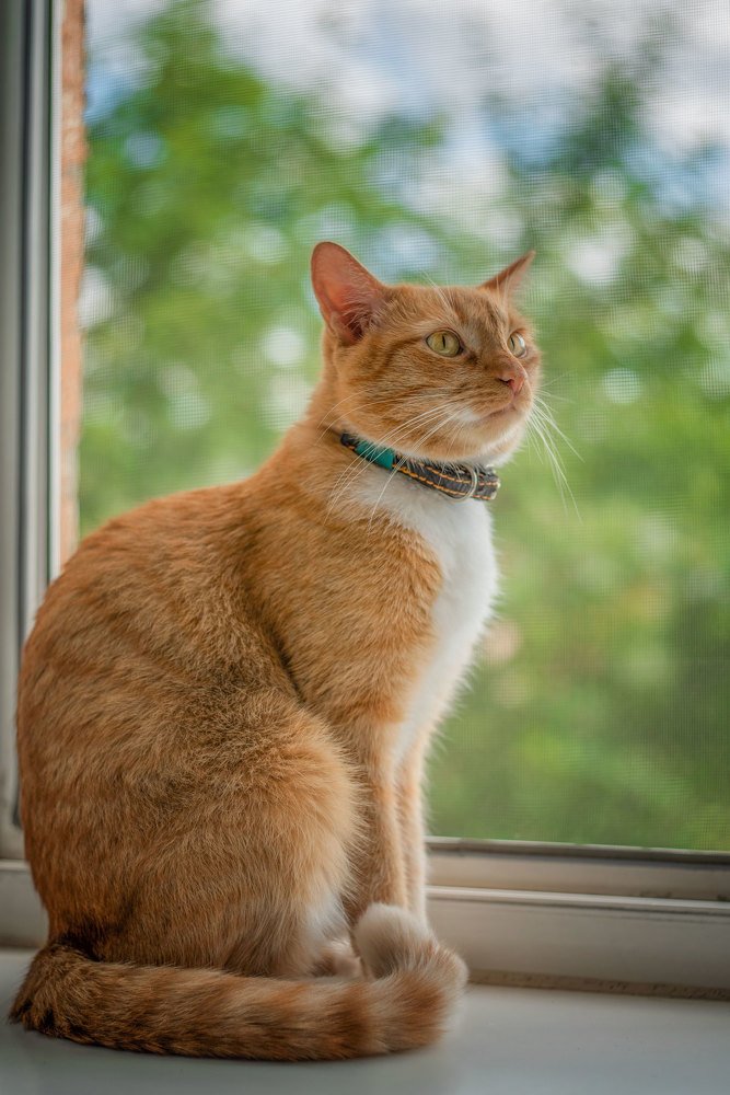 Грациозный кот.