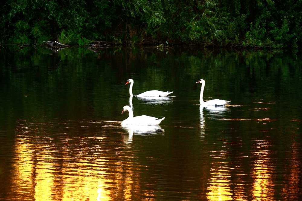 Photograph by Владислав Никишин