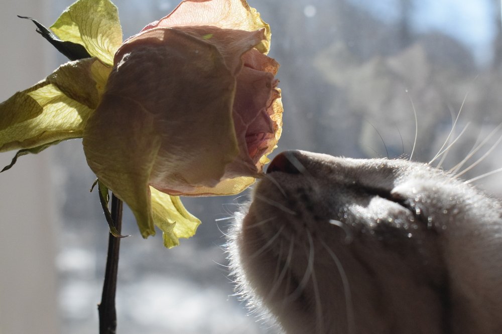 Photograph by Екатерина Вострякова