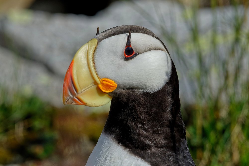 Фотография автора Олег Набровенков