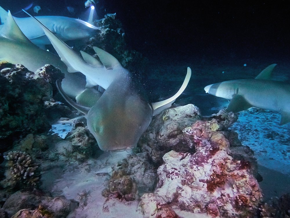 Ночной дозор