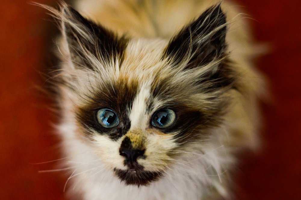 Photograph by Nadezhda Rav