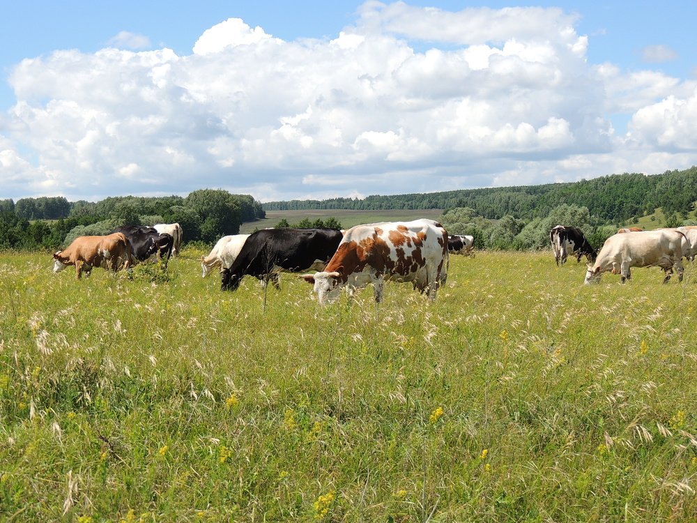 Фабрика молока.