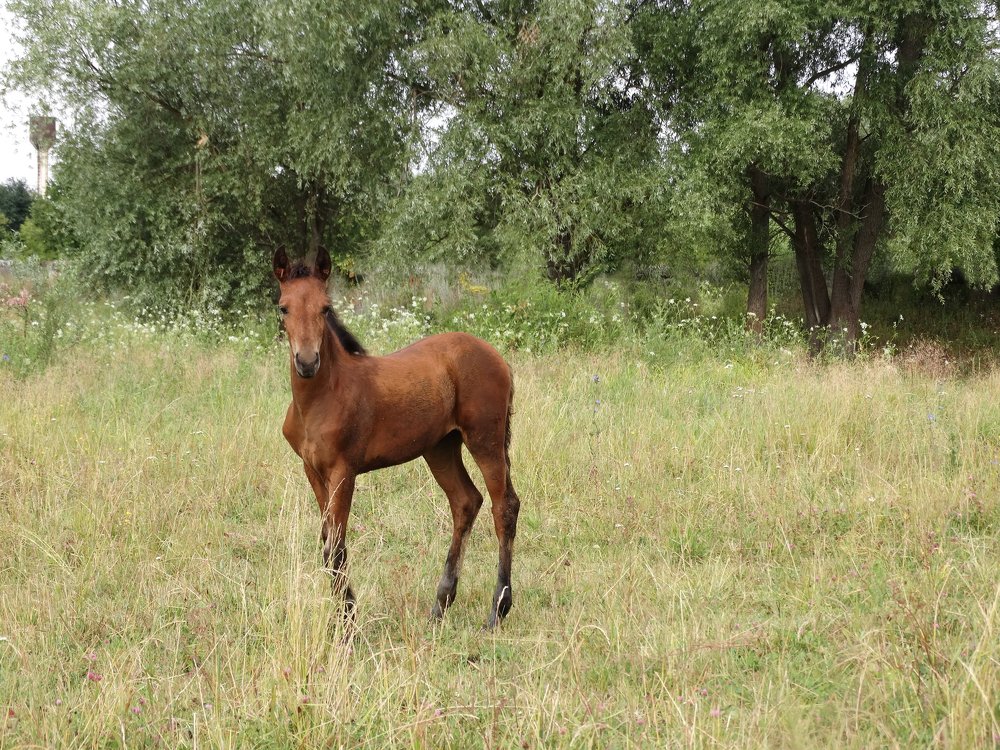 Жеребёнок.